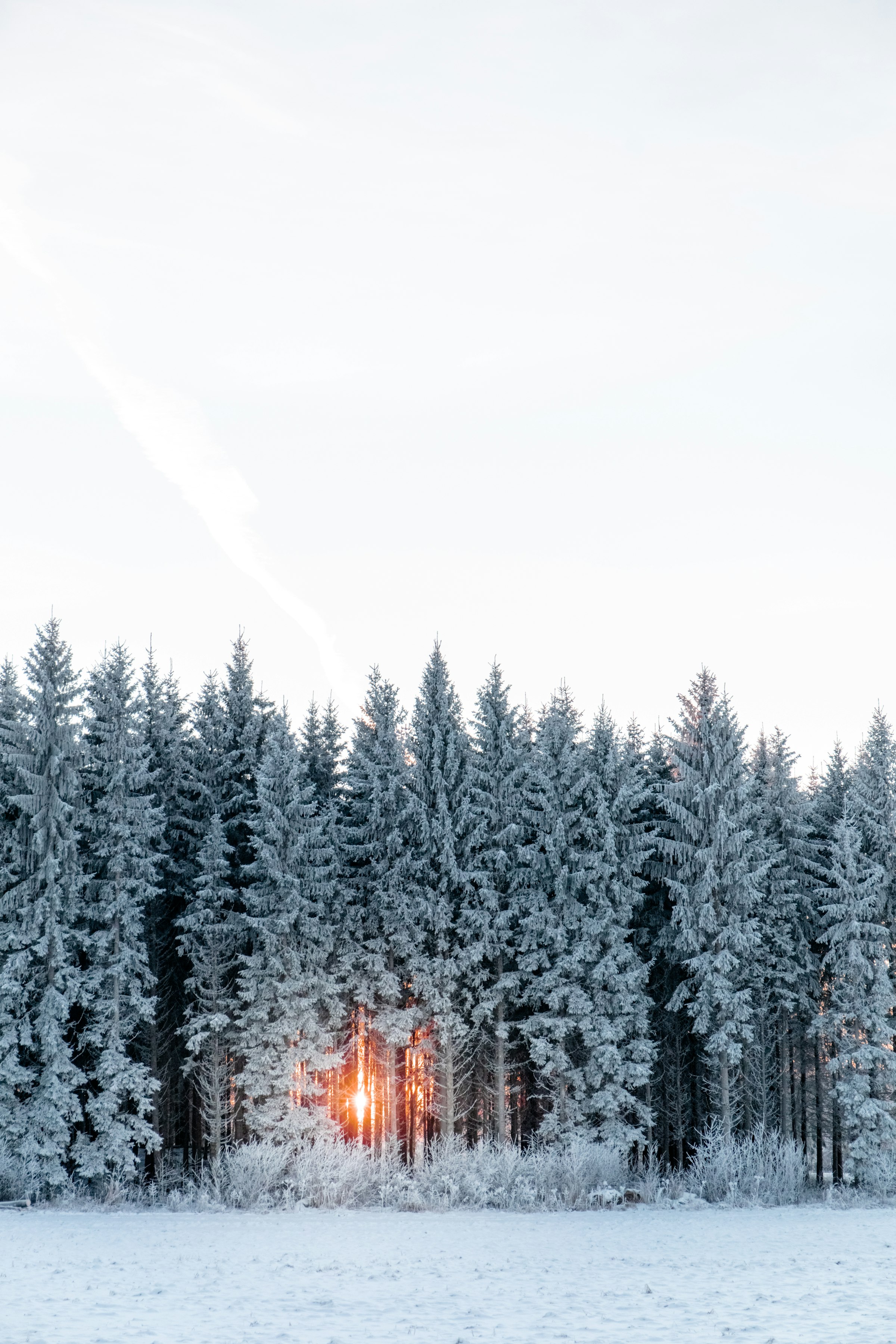 Forested pistes — first light