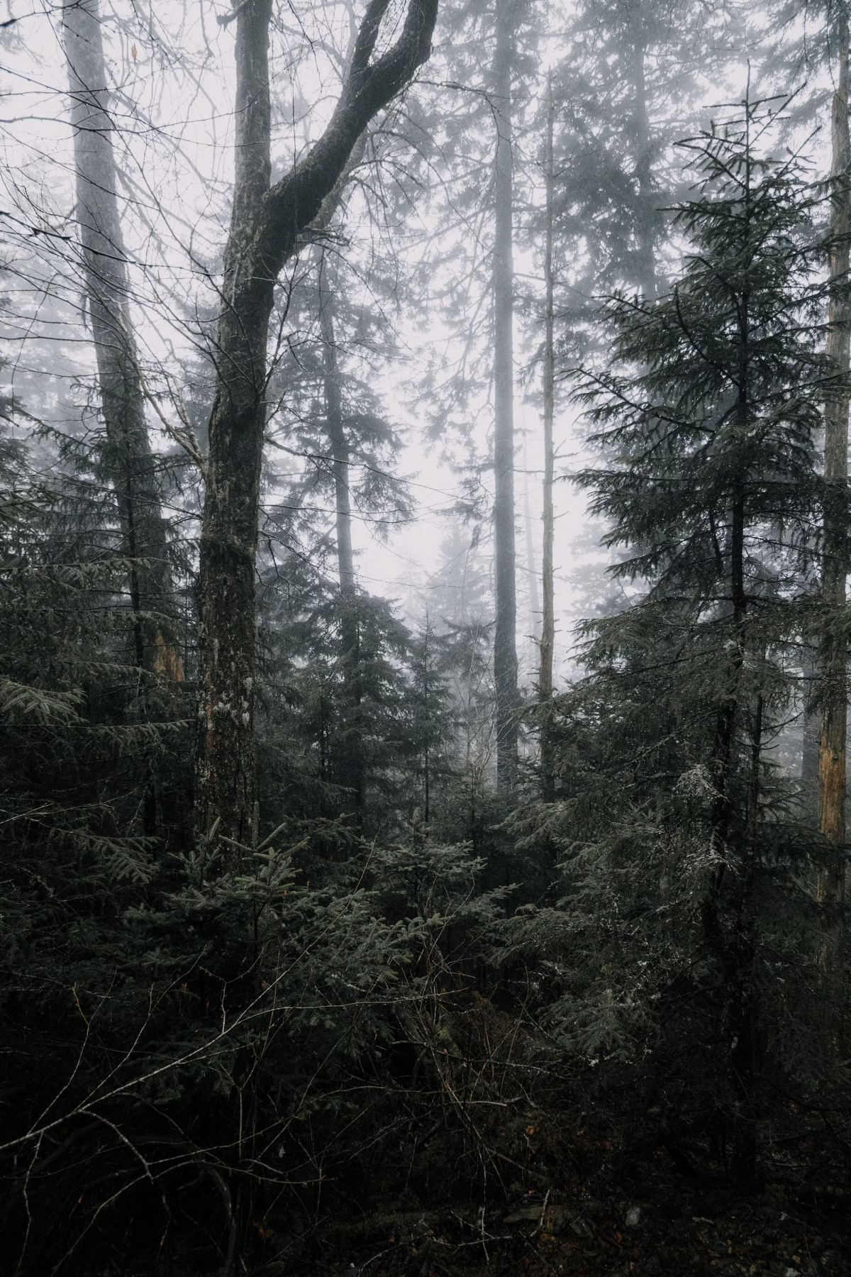 Boreal forest, first light — an hour north of Luleå